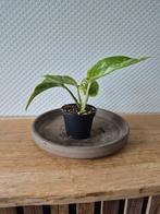 Epipremnum marble queen, Huis en Inrichting, Kamerplanten, Ophalen of Verzenden, Overige soorten, Minder dan 100 cm