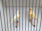 Koppel kanaries met mozaiekfactor, Dieren en Toebehoren, Vogels | Kanaries, Meerdere dieren, Kleurkanarie