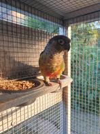 Koppel pyrrhura's met jong., Dieren en Toebehoren, Vogels | Parkieten en Papegaaien, Meerdere dieren, Parkiet