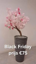 Bloesemboom laatste stuk voor naar €85 incl pot, Ophalen, Nieuw