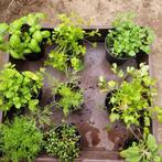 groenten en kruidenplanten uit biologisch zaad gekweekt, Tuin en Terras, Zomer, Ophalen, Groenteplanten, Eenjarig