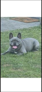 Franse buldog teef, Dieren en Toebehoren, Rabiës (hondsdolheid), Teef, Bulldog, Eén hond