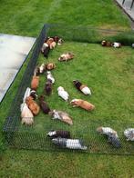 Jonge cavia's, Dieren en Toebehoren, Knaagdieren, Cavia, Juli, Meerdere dieren, Tam