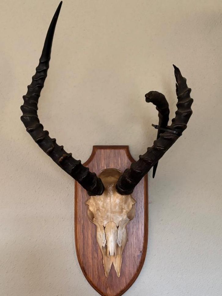 Impala schedel trofee op houten schild, Antiek en Kunst, Curiosa en Brocante, Ophalen of Verzenden