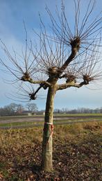 Xxl dakplatanen, Ophalen of Verzenden, Volle zon, Overige soorten, 100 tot 250 cm