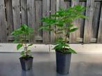 Nachtschone, Mirabilis Jalapa, Wonderbloem, Volle zon, Vaste plant, Zomer, Ophalen