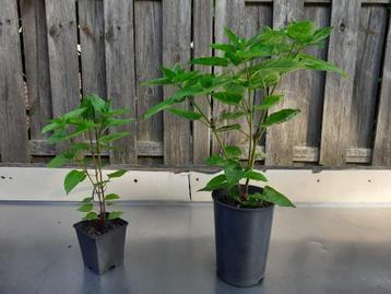 Nachtschone, Mirabilis Jalapa, Wonderbloem beschikbaar voor biedingen