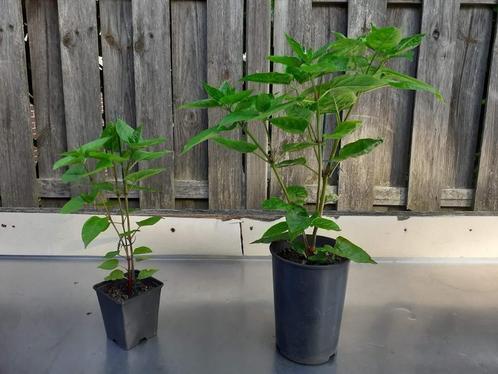 Nachtschone, Mirabilis Jalapa, Wonderbloem, Tuin en Terras, Planten | Tuinplanten, Vaste plant, Overige soorten, Volle zon, Zomer