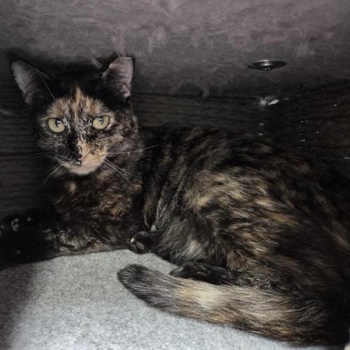 ACE: Juanita wil graag een thuis met een rustige soortgenoot, Dieren en Toebehoren, Katten en Kittens | Overige Katten, Kortharig