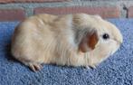 Verschillende kleuren mooie jonge cavia beertjes, Dieren en Toebehoren, Knaagdieren, Mannelijk, Cavia, Voor 1 juli 2024