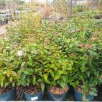 Viburnum tinus (groenblijvende haagbeplanting) 30-40/60-70 c, Ophalen, Overige soorten, Haag, Minder dan 100 cm