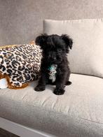 Pomapoo pups x toy poedle, Dieren en Toebehoren, Honden | Chihuahua's en Gezelschapshonden, Poedel, Rabiës (hondsdolheid), Reu