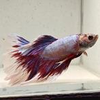 Betta splendens man 03, Vis