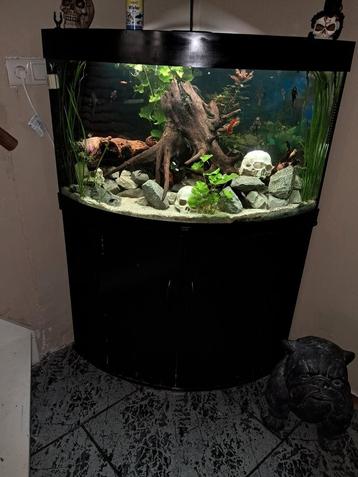 Hoek Aquarium  beschikbaar voor biedingen