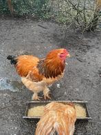 Mooie brahmahaan van vorig jaar., Dieren en Toebehoren, Mannelijk, Kip