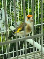 Majoor putter witkeel komt aut egelhed 2023, Dieren en Toebehoren, Vogels | Overige Vogels