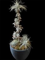Decoratieve Tillandsias (zijn geen kunstplanten), Huis en Inrichting, Kamerplanten, Ophalen of Verzenden, Halfschaduw, Minder dan 100 cm