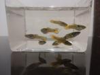 Endler Tiger guppen (man), Dieren en Toebehoren, Vissen | Aquariumvissen, Vis, Zoetwatervis, Schoolvis