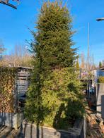 Taxus pyramide 300 x100x100 cm inclusief boombak, Ophalen of Verzenden, Bloeit niet, Overige soorten