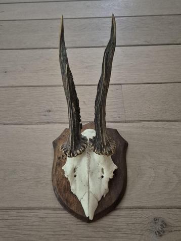 Mooi Ree gewei op eiken schild jacht mancave overkapping c38 beschikbaar voor biedingen