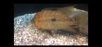 kronoheros umbriferus rio magdalena f1 female van cota, Dieren en Toebehoren, Vissen | Aquariumvissen, Zoetwatervis, Vis