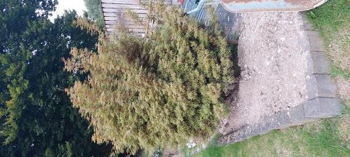 Japanse Esdoorn, Tuin en Terras, Overige Tuin en Terras, Zo goed als nieuw, Ophalen