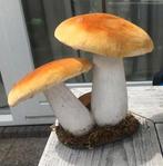 Paddestoelen, Ophalen of Verzenden, Zo goed als nieuw, Binnen