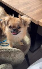 Mooie chihuahua dekreu beschikbaar – tegen betaling, Dieren en Toebehoren, Honden | Dekreuen, CDV (hondenziekte), Reu, 1 tot 2 jaar