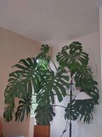 Monstera, grote groene plant, Ophalen, Gebruikt