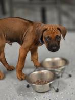 2 rhodesian ridgeback pups beschikbaar  wegens annulering, Overige rassen, CDV (hondenziekte), 8 tot 15 weken, Meerdere