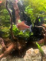 Bloed tetra, Dieren en Toebehoren, Vis, Zoetwatervis