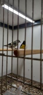 Koppel geelbuiksijsen 2024, Meerdere dieren