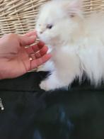 Britse langhaar met stamboom, Dieren en Toebehoren, Katten en Kittens | Raskatten | Langhaar, Poes, Gechipt, 0 tot 2 jaar