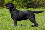 Gezocht: Labrador herplaatser voor liefdevol gezin, Labrador retriever, Meerdere dieren, Eén hond, 3 tot 5 jaar