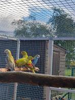Bergparkieten Pastell, Dieren en Toebehoren, Vogels | Parkieten en Papegaaien, Meerdere dieren, Parkiet