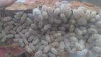 Magic potion Isopods, Overige soorten