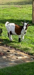 Mooi bont geitenbokje te koop, Mannelijk, Geit, 0 tot 2 jaar