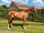 Springpaard 6 jarige merrie, Dieren en Toebehoren, Paarden, Merrie, Springpaard, Gechipt, Zadelmak