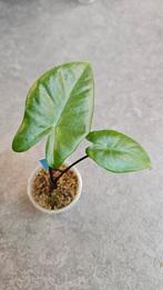 Alocasia Macrorrhiza Black Stem, Huis en Inrichting, Kamerplanten, Ophalen of Verzenden, Halfschaduw, Minder dan 100 cm