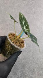 Alocasia Black Velvet, Ophalen of Verzenden, Halfschaduw, Minder dan 100 cm