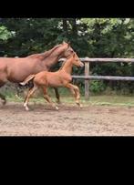 Hengstveulen One Million x Jazz x Flemmingh, Dressuurpaard, 0 tot 2 jaar, Hengst, Onbeleerd