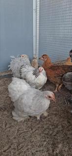 Usa zijdehoen cochin kriel, Dieren en Toebehoren, Pluimvee, Geslacht onbekend, Kip