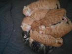 Kittens, Dieren en Toebehoren, Katten en Kittens | Overige Katten