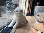Raszuivere Britse korthaar kittens, Meerdere dieren, Gechipt, 0 tot 2 jaar