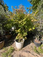 Euyonymous alataus 250 cm, Ophalen, Volle zon, Overige soorten