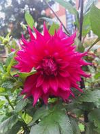 Dahlia knollen, Ophalen of Verzenden, Voorjaar, Volle zon, Knol