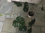 Monstera plant in goede conditie, Groene kamerplant, Ophalen, Overige soorten, Minder dan 100 cm