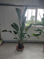 paradijsvogelplanten strelitzia nicolai, Huis en Inrichting, Kamerplanten, Ophalen, 200 cm of meer, Overige soorten, Bloeiende kamerplant