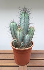 Cereus Forbesii | Ø17cm H42cm, Ophalen of Verzenden, Cactus, Minder dan 100 cm
