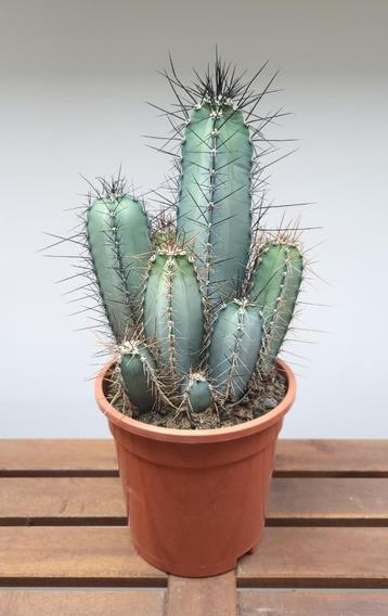 Cereus Forbesii | Ø17cm H42cm beschikbaar voor biedingen